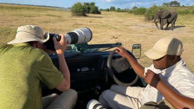 Photo of Mastering the Art of Wildlife Photography: Essential Tips for Patience and Preparation